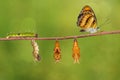 Life cycle of colour segeant butterfly on twig Royalty Free Stock Photo