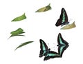 Life cycle of common bluebottle butterfly