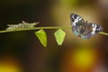 Life cycle of Common Gaudy Baron butterfly Euthalia lubentina Royalty Free Stock Photo