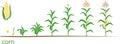 Life cycle of corn maize plant. Growth stages from seed to fruiting plant isolated on white background Royalty Free Stock Photo