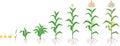 Life cycle of corn maize plant. Growth stages from seed to fruiting plant isolated on white background Royalty Free Stock Photo