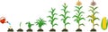 Life cycle of corn maize plant. Growth stages from seed to flowering and fruiting plant isolated on white background Royalty Free Stock Photo