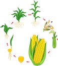 Life cycle of corn maize plant. Growth stages from seed to plant and harvest