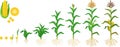 Life cycle of corn maize plant. Growth stages from seeding to flowering and fruiting plant isolated on white background Royalty Free Stock Photo