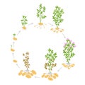 The life cycle crop stages of potato. Vector Illustration. Circular growing plants. Round harvest growth biology Royalty Free Stock Photo