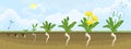 Life cycle of dandelion plant or taraxacum officinale. Stages of growth from seed to adult plant Royalty Free Stock Photo