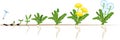 Life cycle of dandelion plant or taraxacum officinale. Stages of growth from seed to adult plant Royalty Free Stock Photo