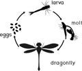 Life cycle of dragonfly. Sequence of stages of development of dragonfly from egg to adult insect