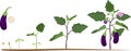 Life cycle of eggplant. Growth stages from seeding to flowering and fruit-bearing aubergine plant