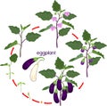 Life cycle of eggplant. Growth stages from seeding to flowering and fruit-bearing aubergine plant