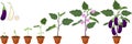 Life cycle of eggplant. Growth stages from seeding to fruit-bearing aubergine plant