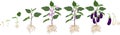Life cycle of eggplant with root system. Growth stages from seeding to flowering and fruit-bearing aubergine plant Royalty Free Stock Photo