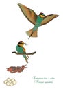 Life cycle of European bee-eater