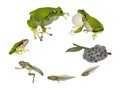Life cycle of European tree frog. Royalty Free Stock Photo