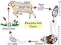 The life cycle of fascioliasis. Medical Education Chart of Biology Diagram. Vector. Front aspect table on white