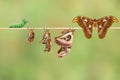 Life cycle of female attacus atlas moth from caterpillar and cocoon Royalty Free Stock Photo