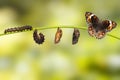 Life cycle of female blue pansy butterfly Junonia orithya Linn Royalty Free Stock Photo