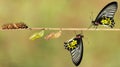 Life cycle of female common birdwing butterfly