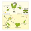 Life cycle o a ffern Royalty Free Stock Photo