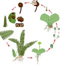 Life Cycle of Fern. Plant life cycle with alternation of diploid sporophytic and haploid gametophytic phases Royalty Free Stock Photo
