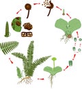 Life Cycle of Fern. Plant life cycle with alternation of diploid sporophytic and haploid gametophytic phases