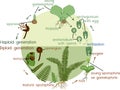 Life Cycle of Fern.