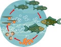 Life cycle of fish. Sequence of stages of development of fish from egg to adult animal