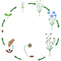 Life cycle of flax plant on a white background.