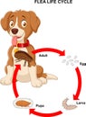 Life cycle of flea