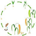 Life cycle of foxtail millet plant on a white background.