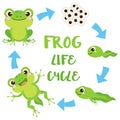 Life cycle of a frog. Cute cartoon wild animal. Egg masses, tadpole, froglet, frog. Educational vector illustration. Royalty Free Stock Photo