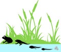 Life cycle of frog