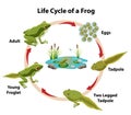 Life Cycle of a Frog Royalty Free Stock Photo