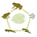 Life cycle of a frog. Froglet, Frog,Tadpole with legs, Tadpole, Embryo, Eggs. Evolution development toads diagram.