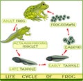 Life cycle of frog