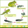 Life cycle of frog