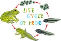 Life cycle of frog Royalty Free Stock Photo