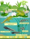 Life cycle of frog