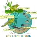 Life cycle of frog