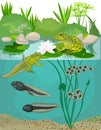 Life cycle of frog