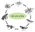 Life cycle of frog hand drawing engraving style clip art Royalty Free Stock Photo