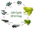 Life cycle of frog Royalty Free Stock Photo