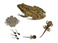 Life cycle of the frog Royalty Free Stock Photo