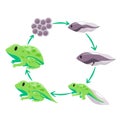 Life cycle of frog metamorphosis from eggs tadpole to froglet and adult