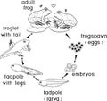 Life cycle of frog. Stages of development of frog from egg to adult animal