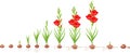 Life cycle of gladiolus plant. Stages of growth from planting corm to adult plant with flowers Royalty Free Stock Photo