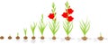 Life cycle of gladiolus plant. Stages of growth from planting corm to adult plant with flowers