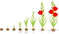 Life cycle of gladiolus plant. Stages of growth from planting corm to adult plant with flowers Royalty Free Stock Photo