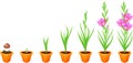 Life cycle of gladiolus plant. Stages of growth from planting corm to adult plant with flowers