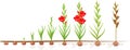 Life cycle of gladiolus plant. Stages of growth from planting corm to adult plant with flowers and seeds
